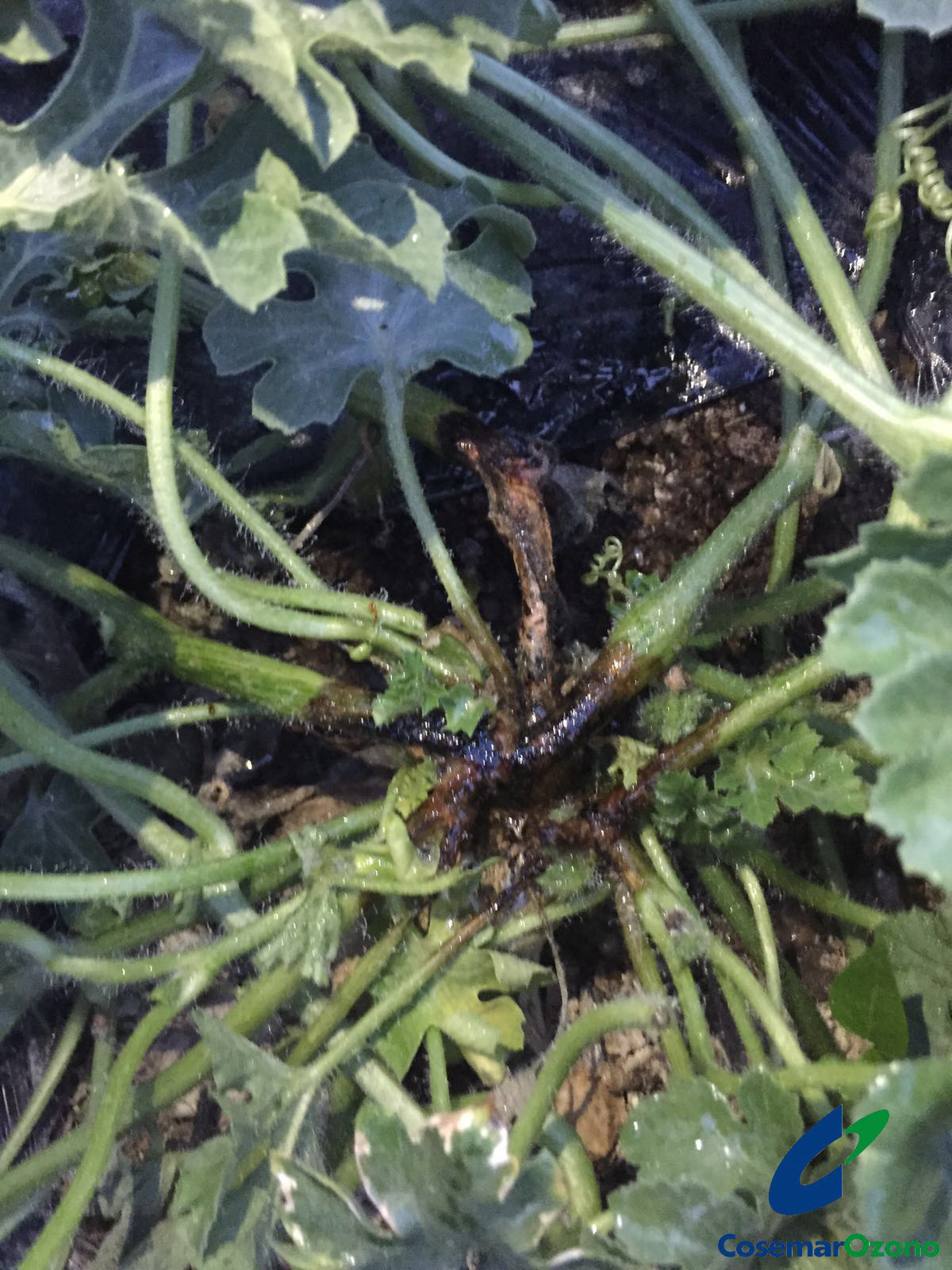 Prevención y control de Plagas y enfermedades en suelos agrícolas con ozono