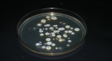 Eliminación de Aspergillius spp. Con Ozono